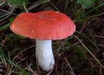 Russula mushrooms are difficult to study