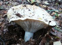 Полезные и вредные свойства грибов груздей Сколько калорий в соленых грибах грузди
