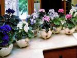 Caring for violets at home