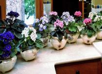 Caring for violets at home