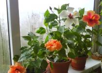 Et snev av natur i hjemmet: å velge nyttige innendørs planter