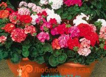 Indoor geranium - photos, types, care, propagation, benefits of flowers
